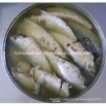 Fresh Frozen Sardine Canned for Raw Material